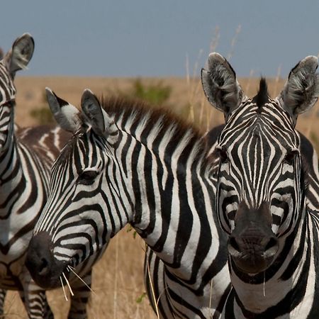 Casart Game Lodge Grietjie Game Reserve Ngoại thất bức ảnh