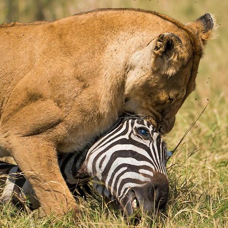 Casart Game Lodge Grietjie Game Reserve Ngoại thất bức ảnh