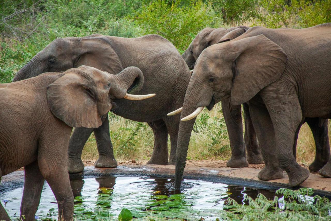 Casart Game Lodge Grietjie Game Reserve Ngoại thất bức ảnh