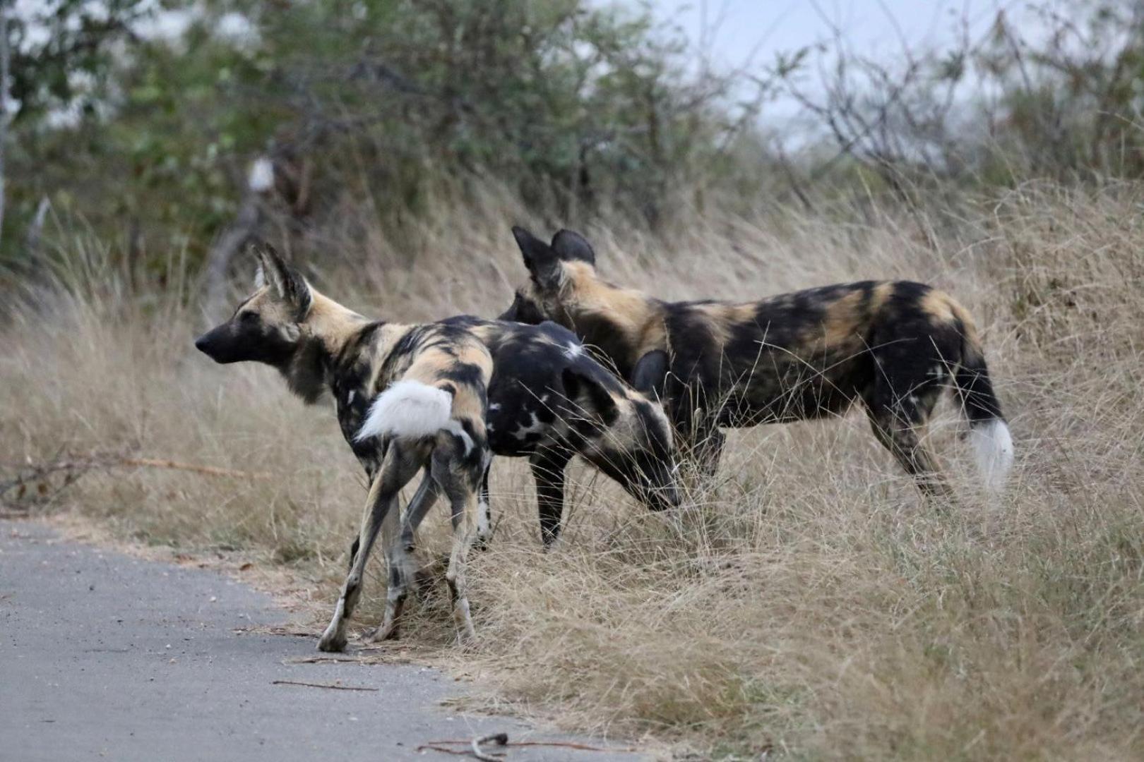 Casart Game Lodge Grietjie Game Reserve Ngoại thất bức ảnh