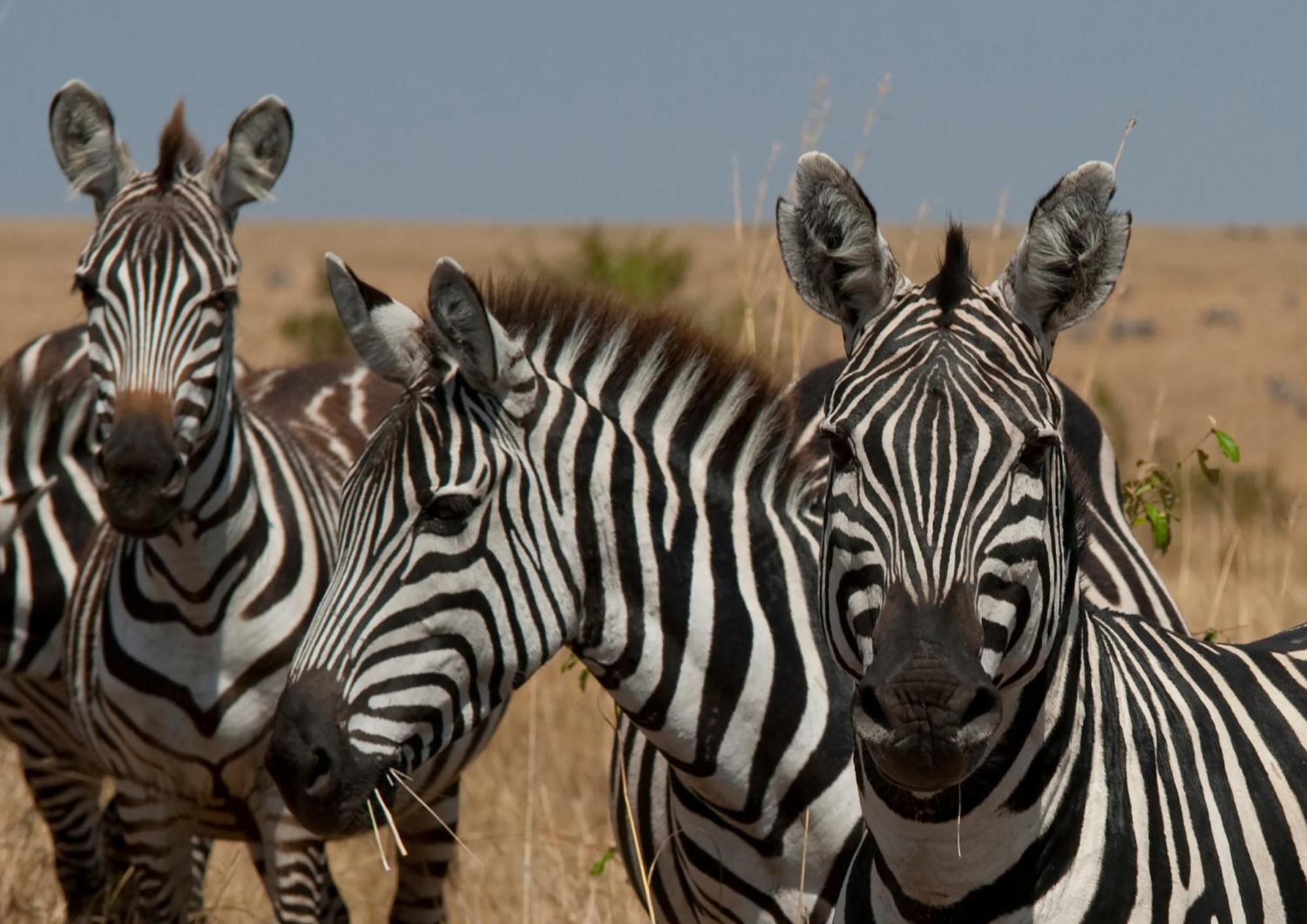 Casart Game Lodge Grietjie Game Reserve Ngoại thất bức ảnh