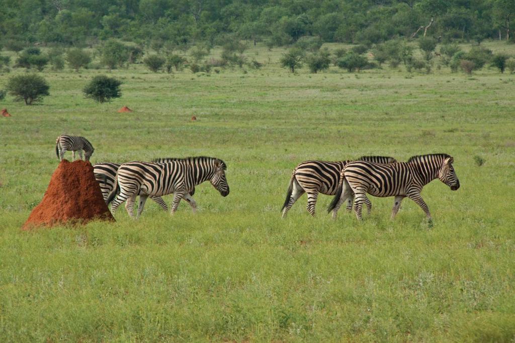 Casart Game Lodge Grietjie Game Reserve Ngoại thất bức ảnh