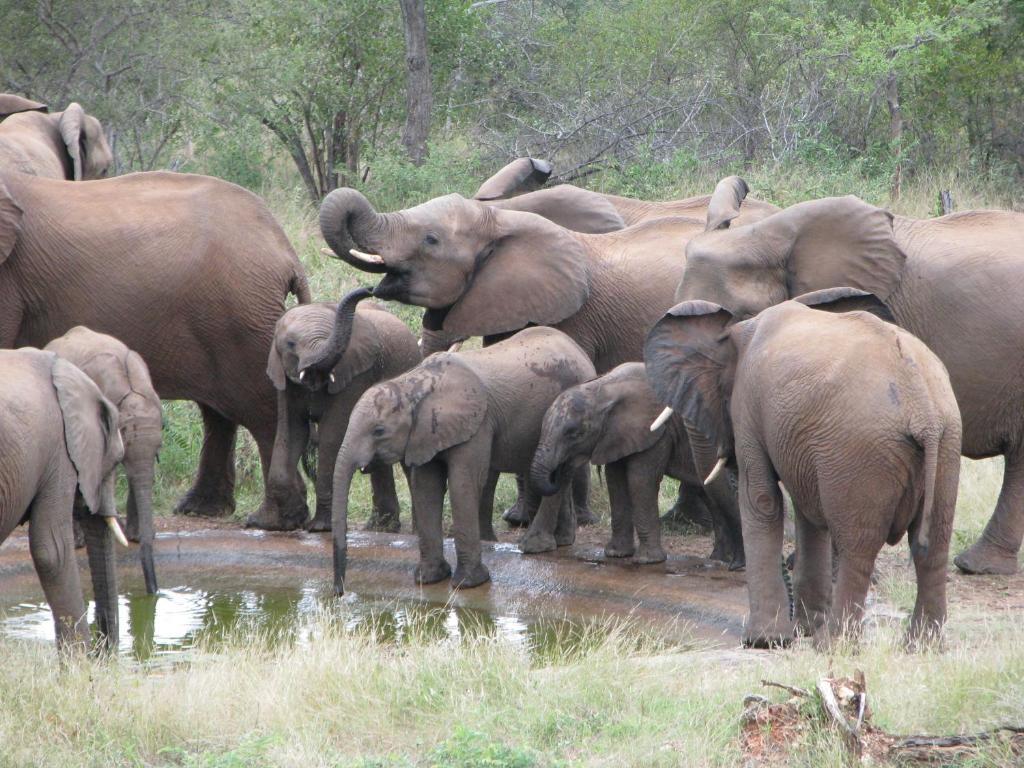 Casart Game Lodge Grietjie Game Reserve Ngoại thất bức ảnh