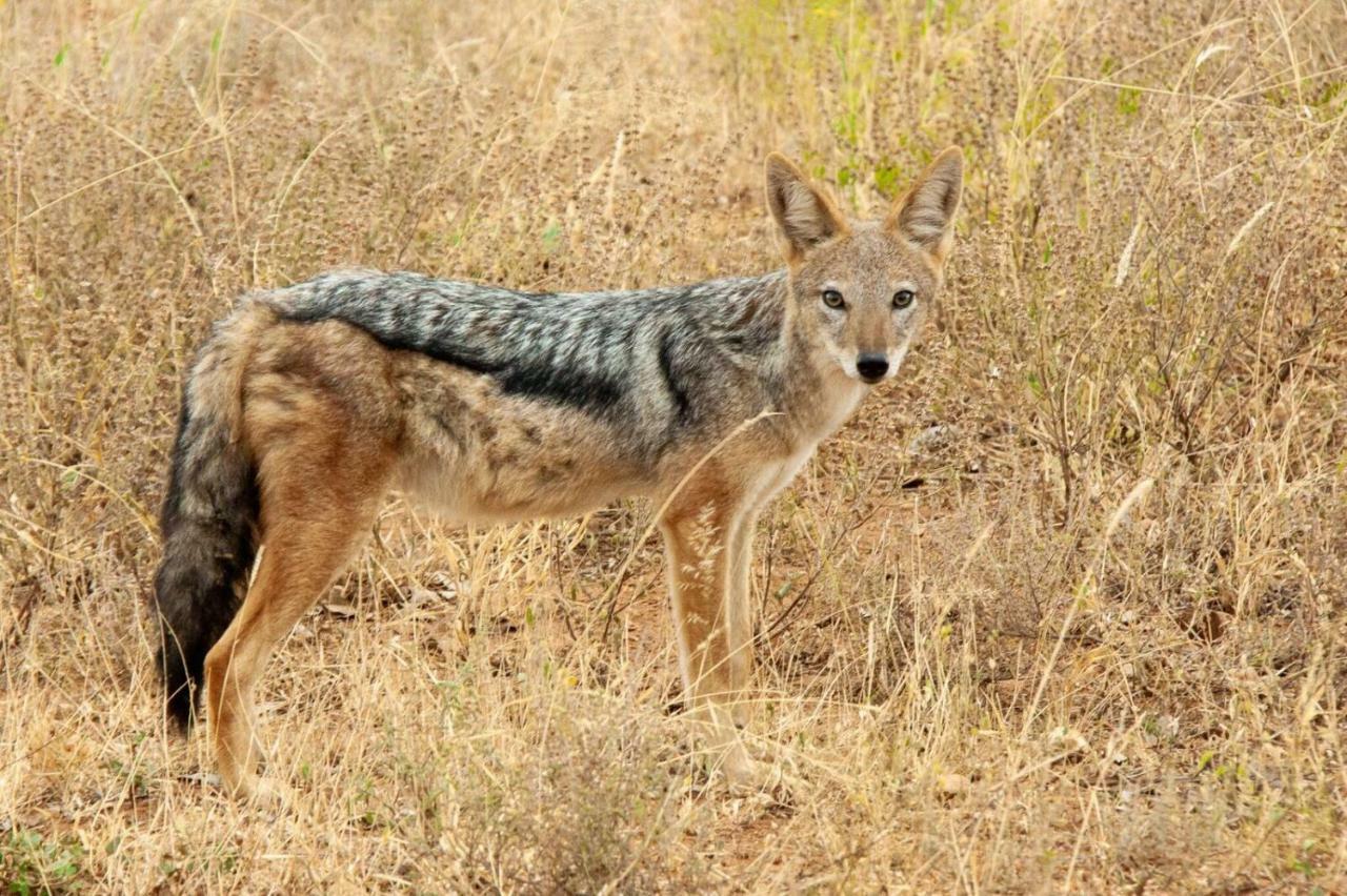 Casart Game Lodge Grietjie Game Reserve Ngoại thất bức ảnh