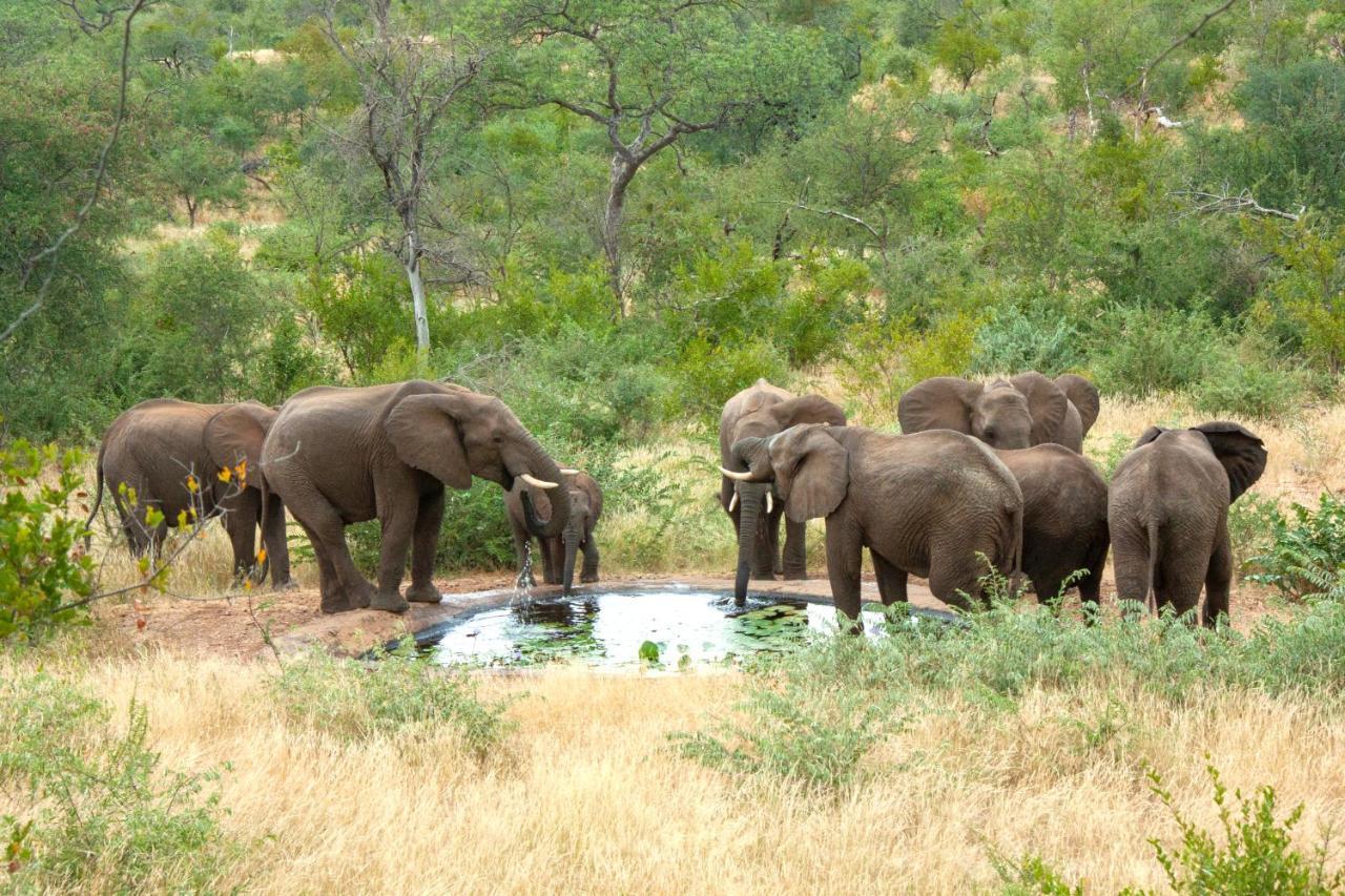 Casart Game Lodge Grietjie Game Reserve Ngoại thất bức ảnh